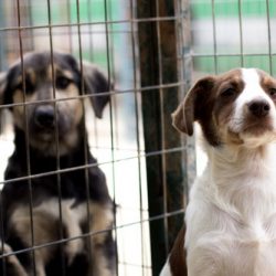 «Στρατόπεδα συγκέντρωσης» για αδέσποτα ζώα προωθεί η κυβέρνηση